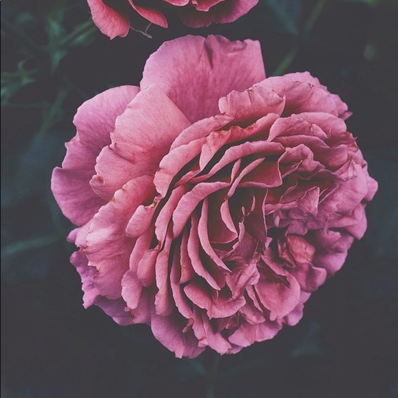 Meet your Posher, Hailee - Picture 1 of 1